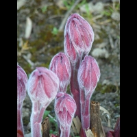 Paeonia Lactiflora cv Solvatare (fam Paeoniacees) (01)